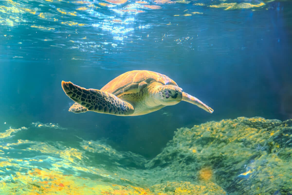 10 Wildlife Destinations That Will Transform Your 2025 Travel