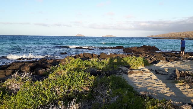 Punta Cormorant