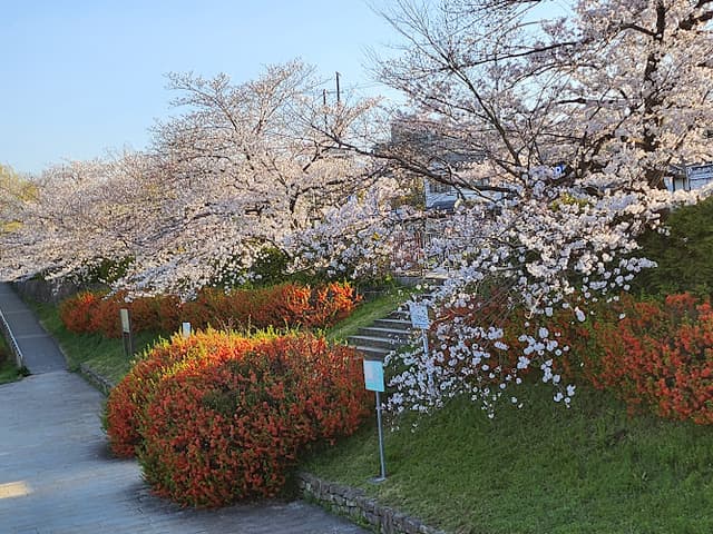 Kamogawa Delta