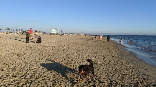 Rosie's Dog Beach