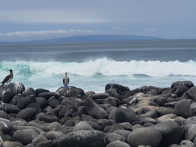 North Seymour Island