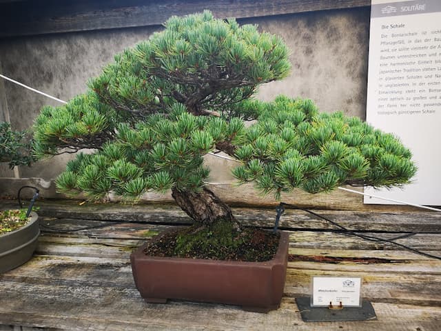 Bonsai Museum Düsseldorf