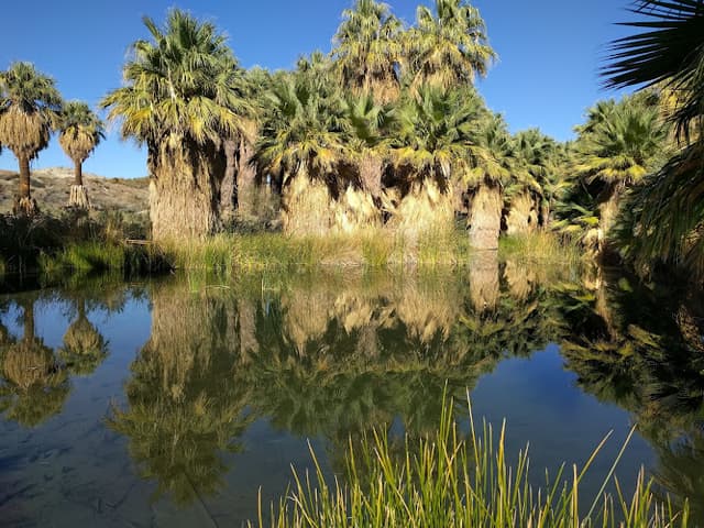 Coachella Valley Preserve - Thousand Palms Oasis Preserve