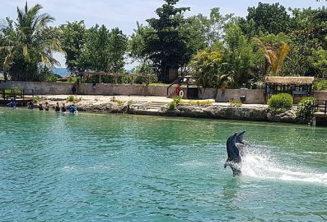 Dolphin Cove Montego Bay