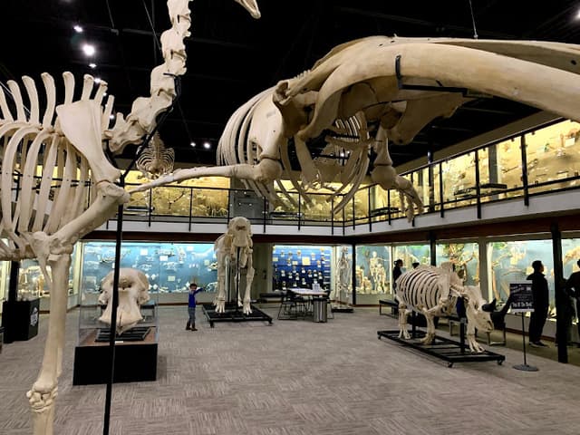 Museum of Osteology