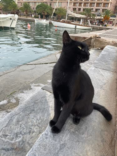 Bingus The Sweet Kitty