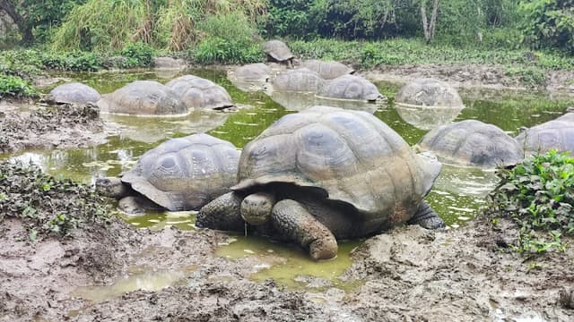 Galapagos frontier