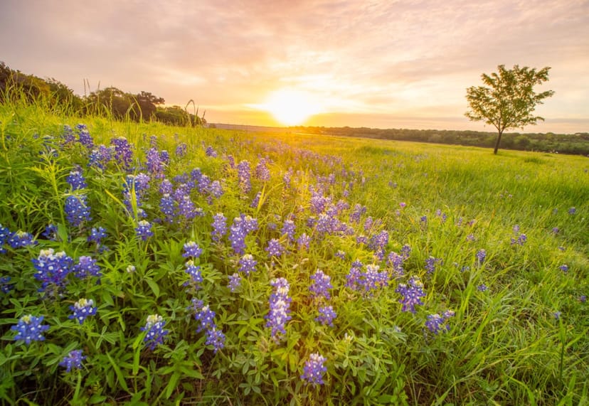 Scenic view of Cedar Park, Texas