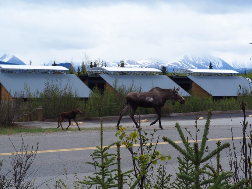Scenic view of Denali National Park, Alaska, USA