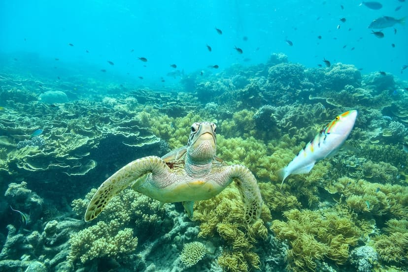 Scenic view of Great Barrier Reef, Australia