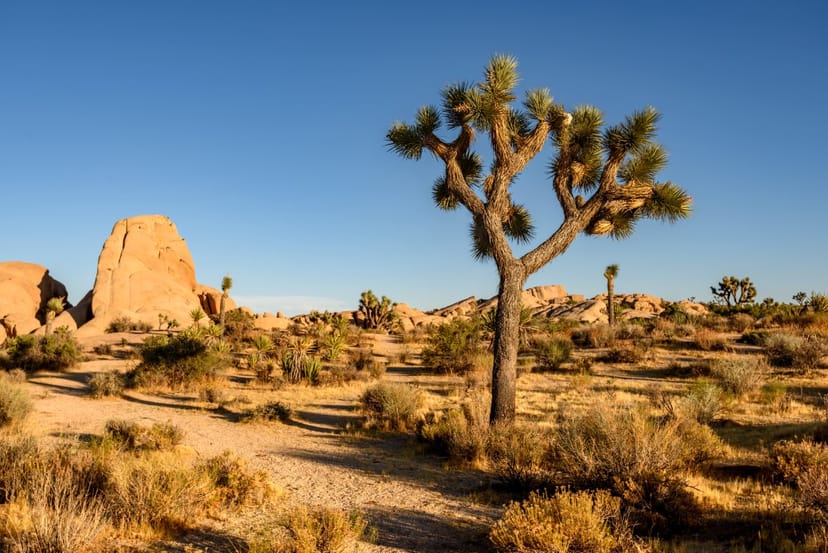 Scenic view of Joshua Tree, California