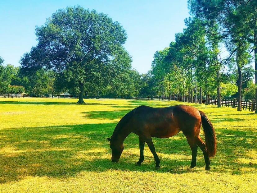 Scenic view of Killeen, Texas