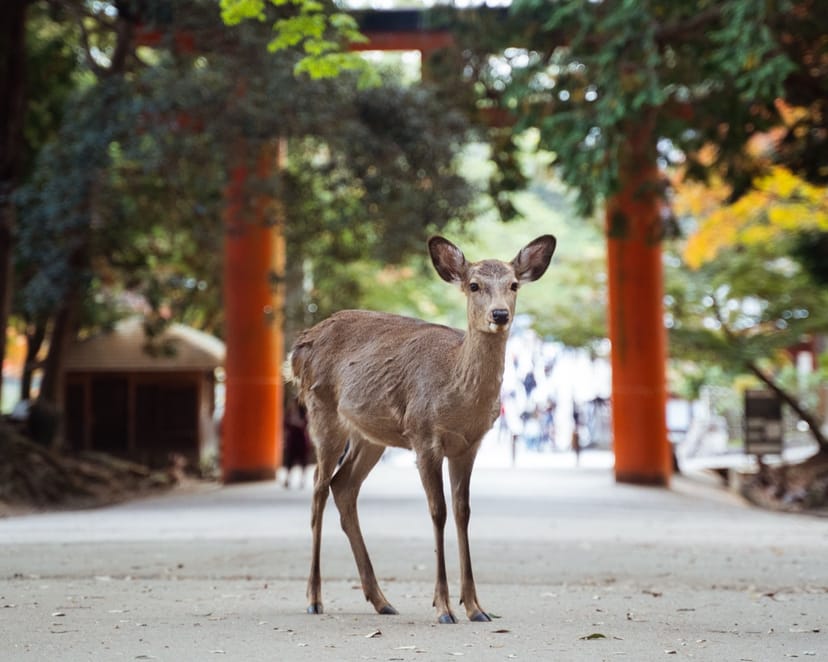 Scenic view of Nara, Japan