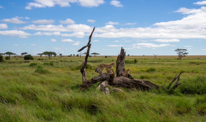 Scenic view of Serengeti National Park, Tanzania