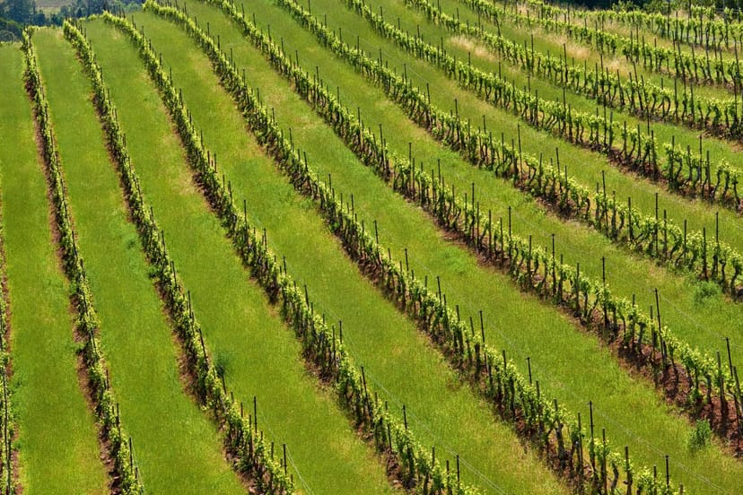 Scenic view of Sonoma, California