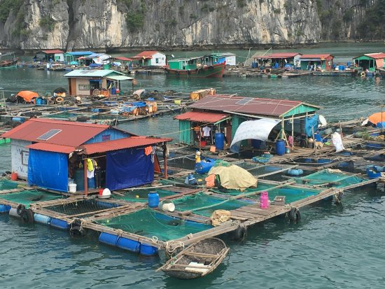 10 Floating Seafood Farms Tours in Vietnam: Experience Fresh Catches and Cultural Immersion in 2026