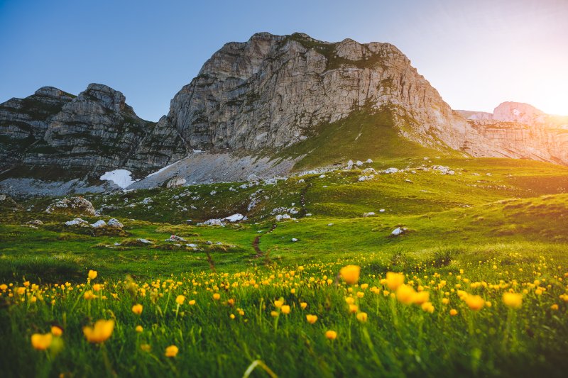 Flowers, grass, rock mountain 