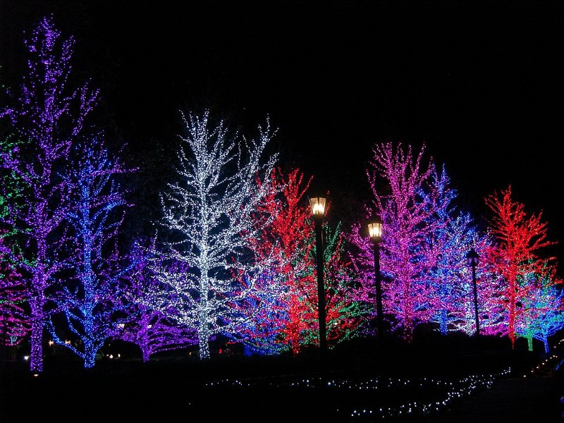 Christmas Trees in Oklahoma City