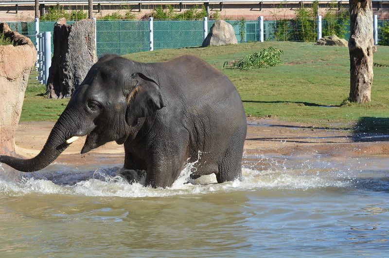 Elephant in Houston Zoo