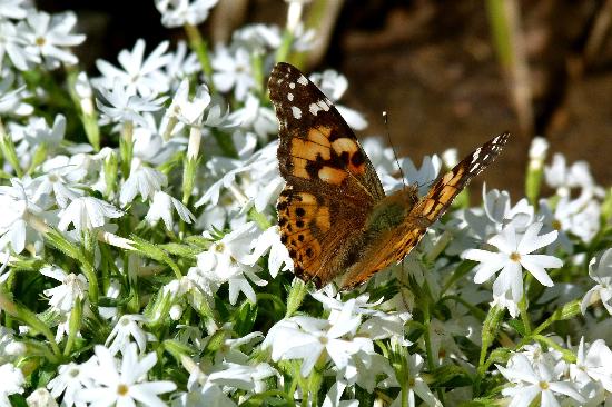 brown butterfly on white flowers at Lauritzen Gardens