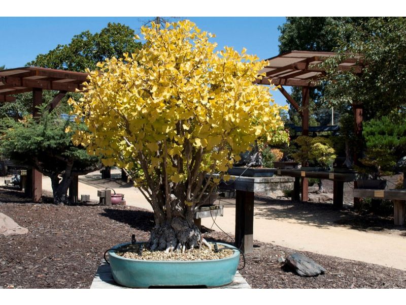 Bonsai Garden is an ideal destination for art and nature enthusiast