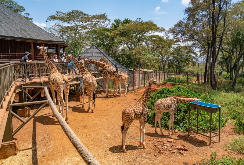 A small herd of Rotschild's giraffes in a conservation center