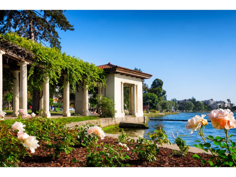 Oakland, California, Lake Merritt historic rose arbor. Selective focus on the foreground flower