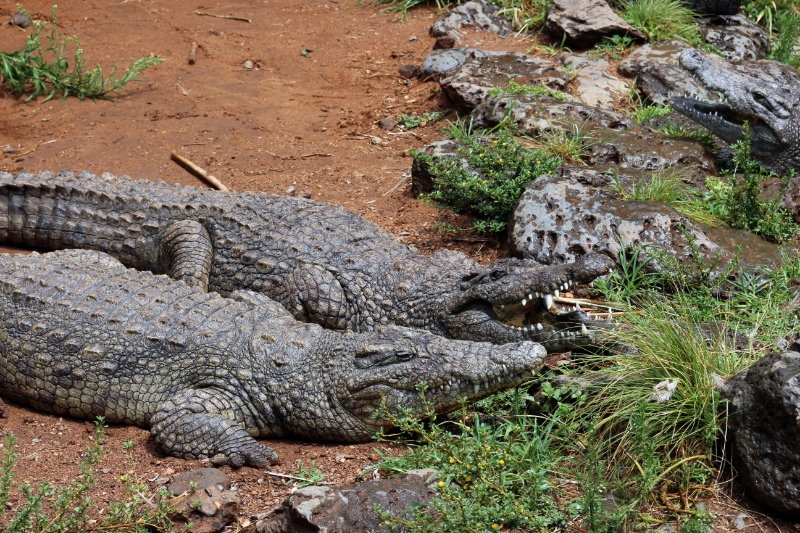 Two crocodiles on the land. Africa, Kenya, crocodile's farm. Mamba Village, Nairobi