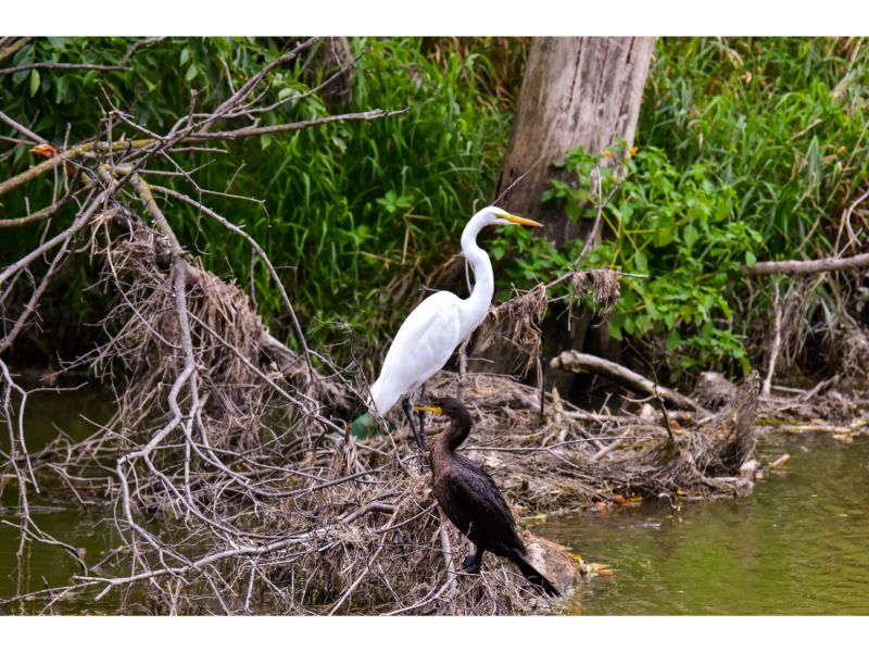 Great White Egret, and Cormorant on a fallen tree. Shiawassee National Wildlife Refuge.