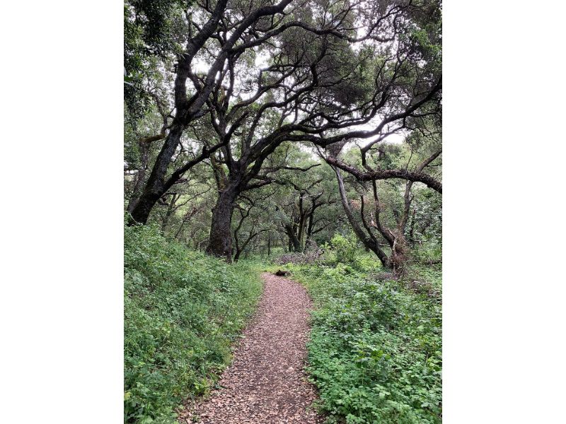 Stevens Creek County Park, located in Santa Clara County, is a prime destination for those who love the outdoors and seek to engage in recreational activities like hiking