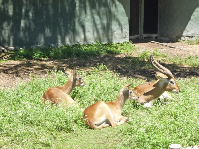 Deer resting, zoological Guadalajara, Mexico 
