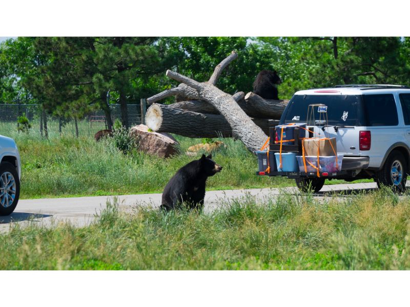 For a unique wildlife encounter, Rapid City presents a drive-through wildlife park experience amidst the captivating landscapes of South Dakota.