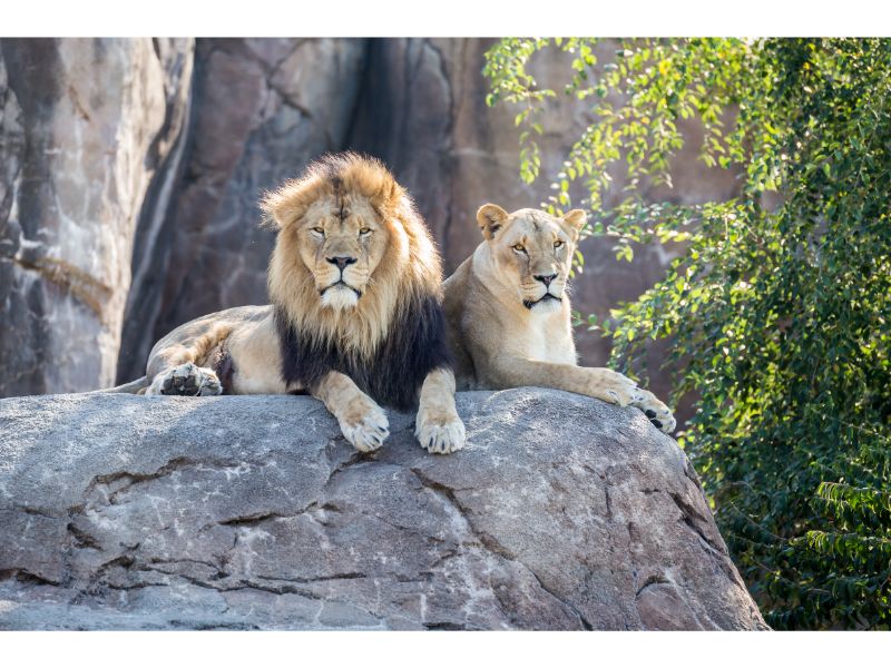 The Sedgwick County Zoo is one of the premier attractions in Wichita.