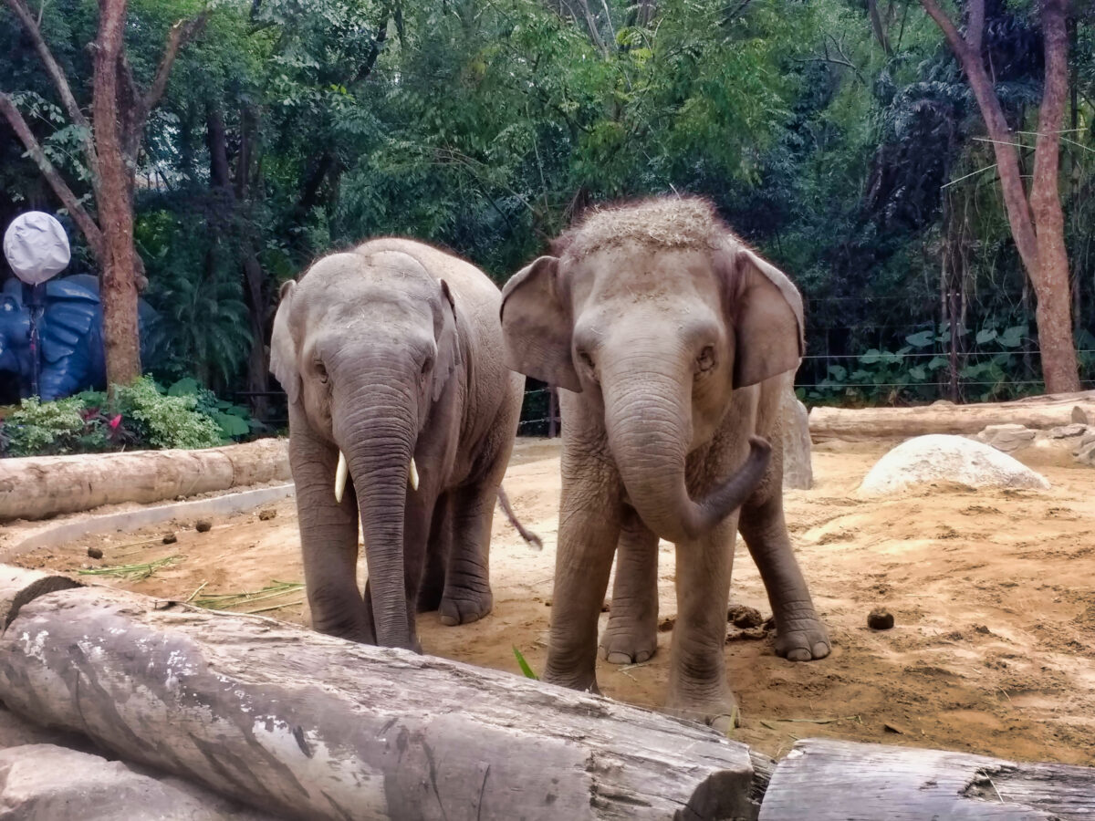Two asian elephants in Chimelong Paradise Zoo.