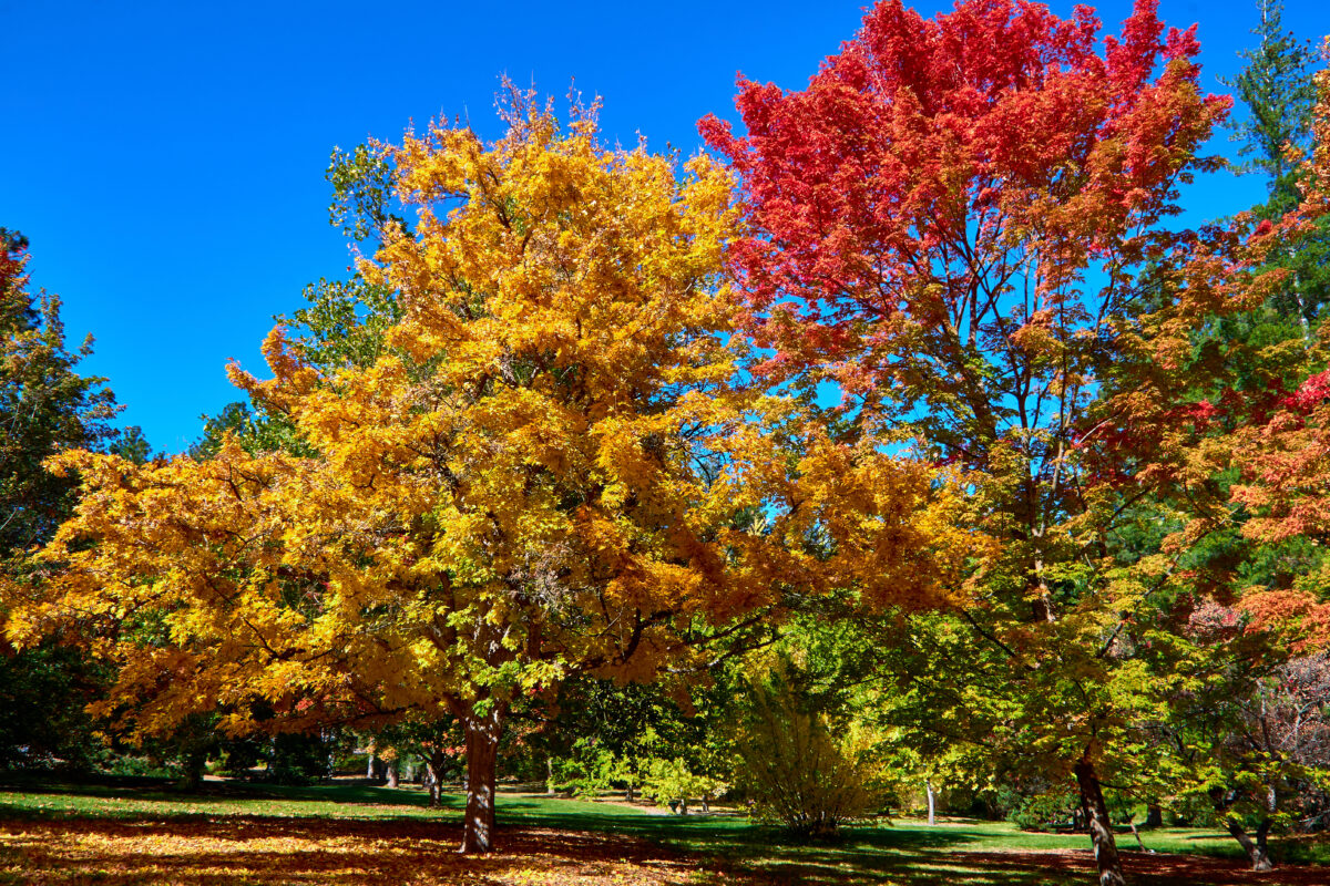 Maple trees with beautiful fall colors against a clear bright blue sky at the John A. Finch Aboretum in Spokane, Washington.