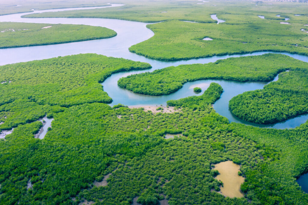 Aerial view of Amazon Rainforest
