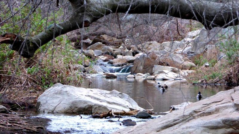 Located in Escondido, the Elfin Forest Recreational Reserve is a serene destination for nature enthusiasts.