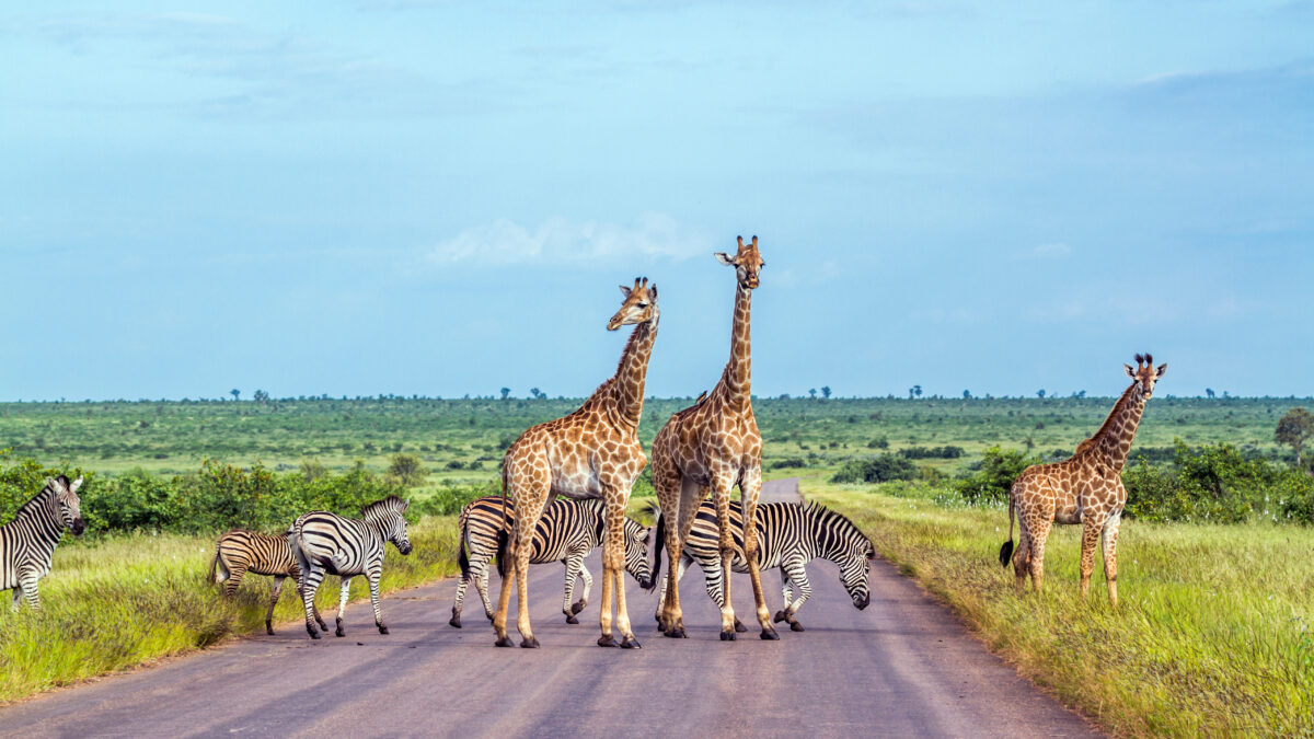 Giraffe and Plains zebra in Kruger National park, South Africa
