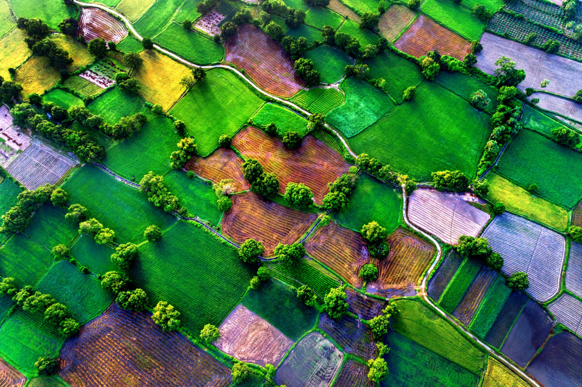 aerial view of rice fields in Mekong Delta.