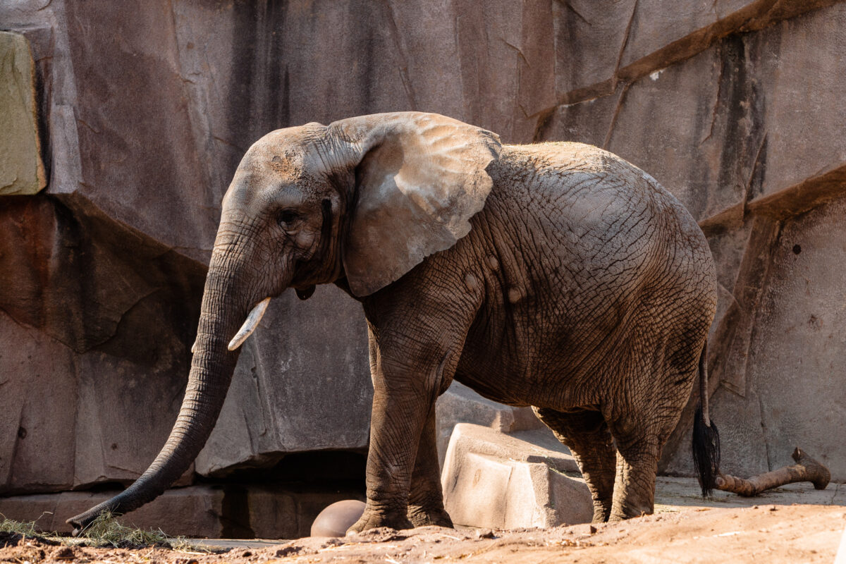 Elephant enjoying the afternoon in the Milwaukee County Zoo, Milwaukee, Wisconsin