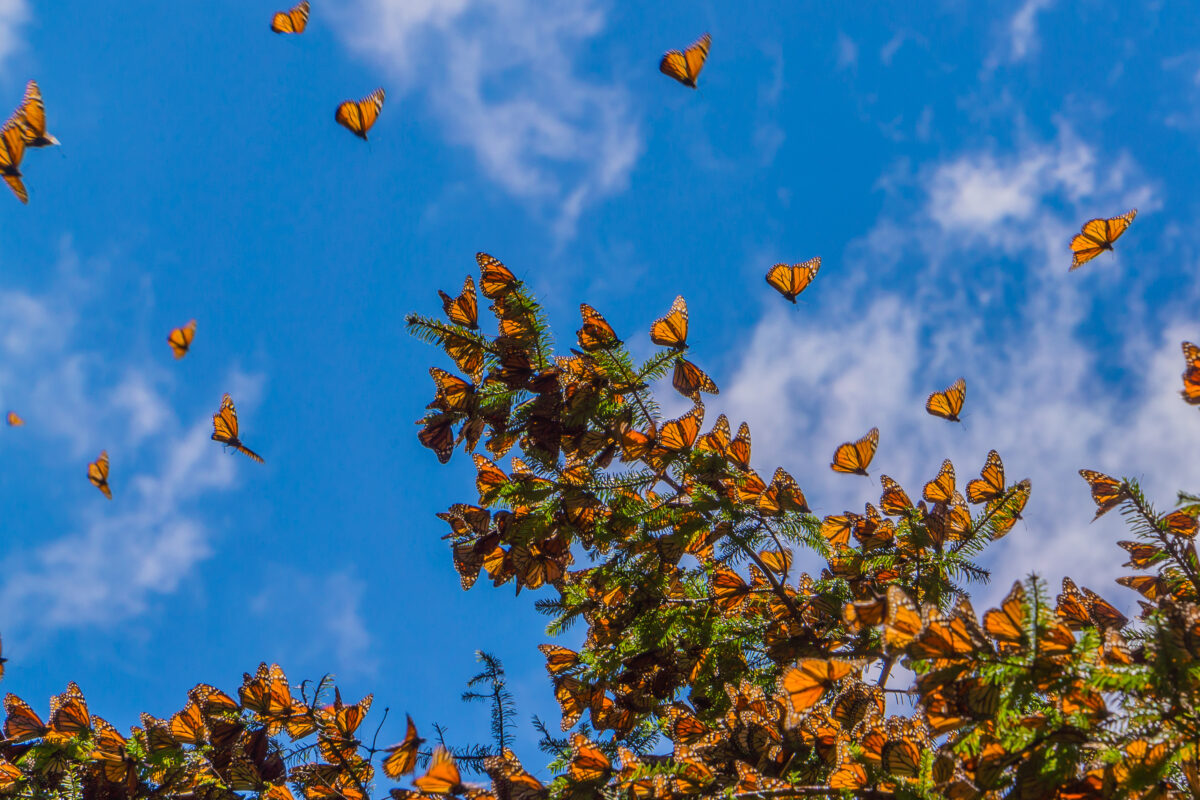 Monarch Butterflies on tree branch in blue sky background