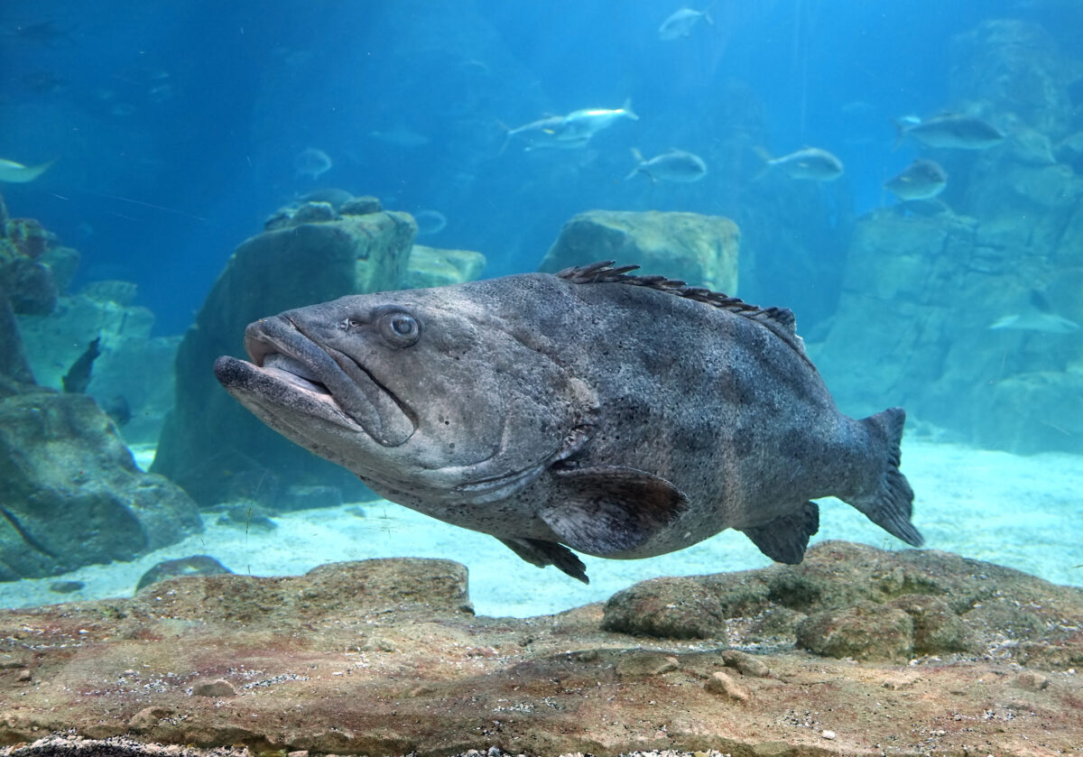 The Grouper in Istanbul Sea Life Aquarium (TurkuaZoo).