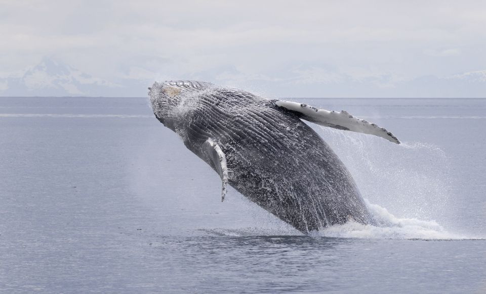 Whale Breach during Juneau Whale Watching