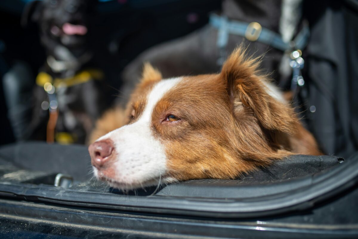 How to Travel with Pets: 10 Essential Tips for Stress-Free Adventures Together