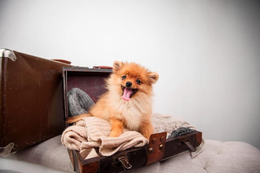 Packing Essentials for Pet Travel