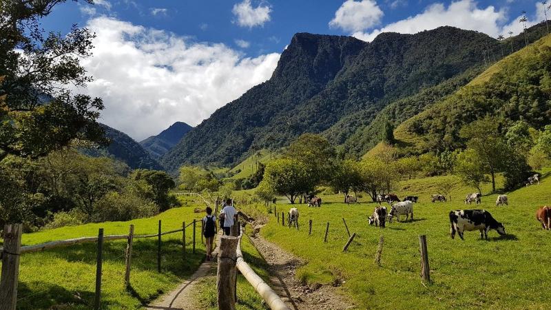Cows gracing at the foot of the mountain at Valle de Cocora