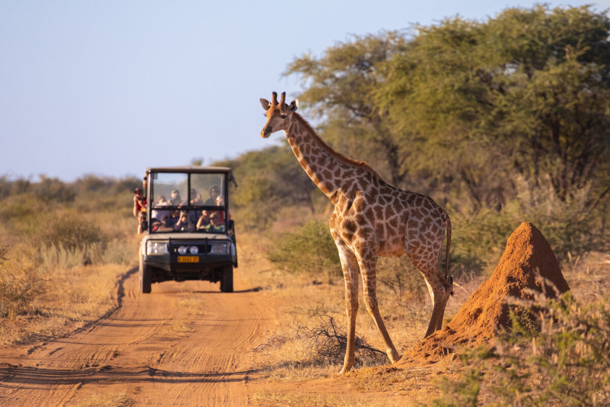How to Plan the Perfect Safari: From Budget to Luxury