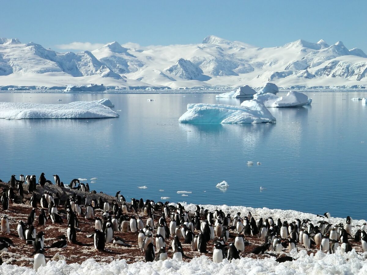Top 12 Wildlife Encounters Around the World You Can’t Miss