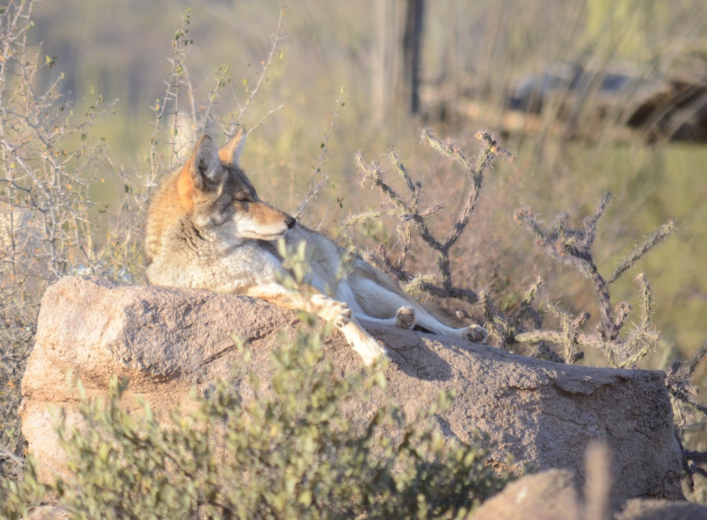 Arizona-Sonora Desert Museum