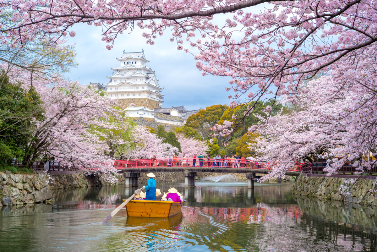 Himeji Castle surrounded by pink cherry blossoms during peak spring bloom in Japan